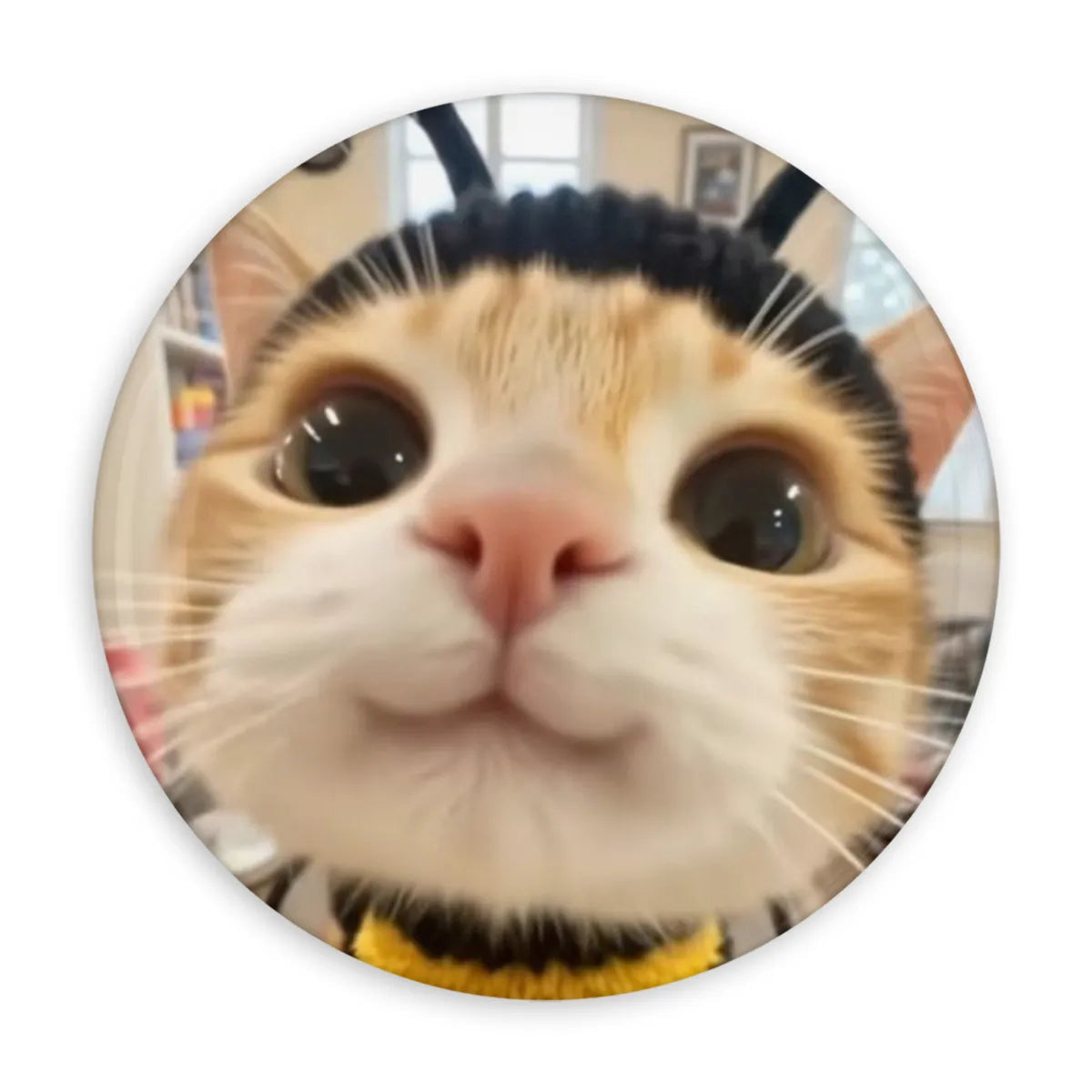 Button Honey Cat